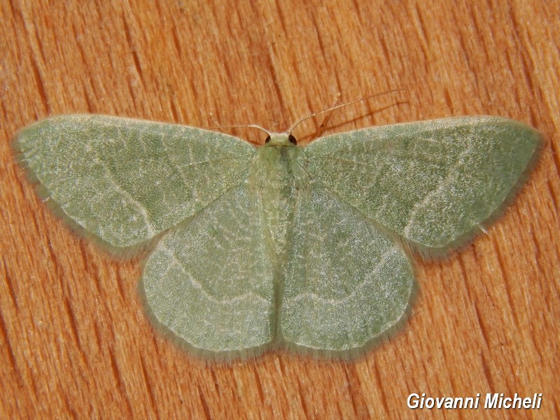 Phaiogramma etruscaria Geometridae